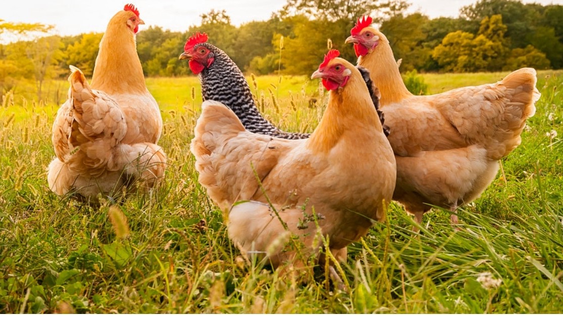 L'énigme des poules